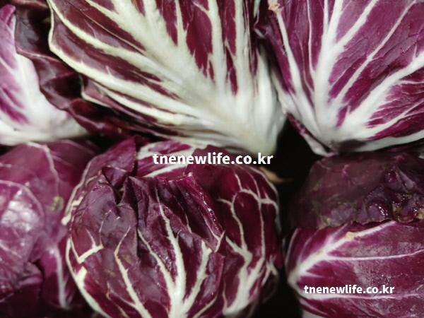 칼슘이 뼈에 잘 달라붙게 돕고 골격 형성에 좋은 싱싱한 라디치오 실물 사진