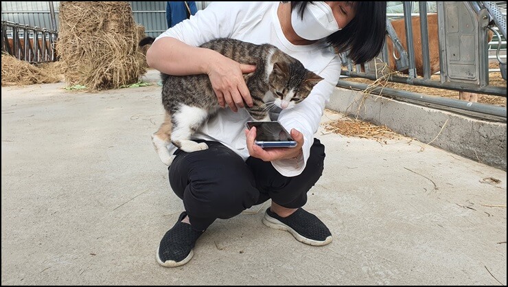 축사에서-기르는-고양이-모습들