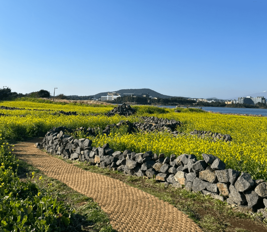 성산 유채꽃 재배 단지