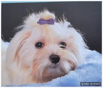 강아지 오래사는 신장관리 비법 생활습관_20