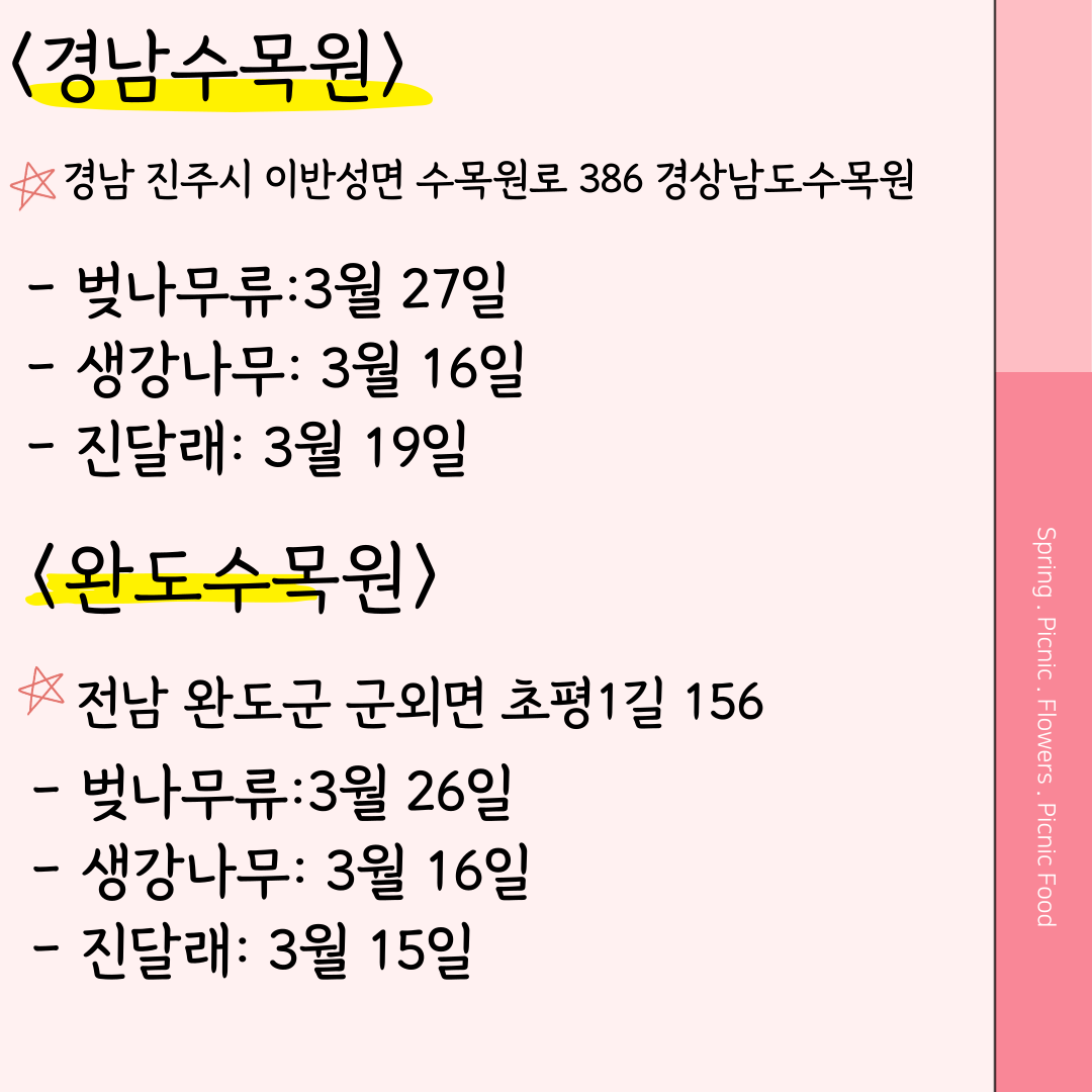 경남수목원 벚꽃 완도수목원 벚꽃