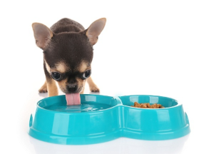 강아지가 물을 마시는 모습