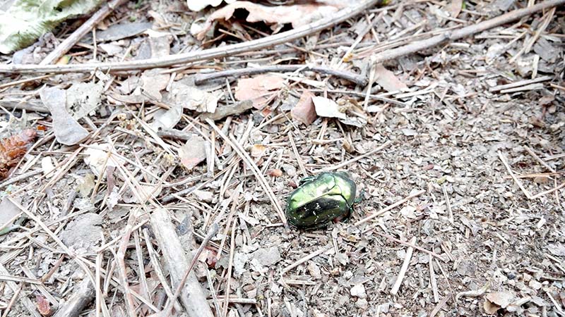 북한산둘레길(Bukhansan Dulegil) 충의길(Chunguigil)