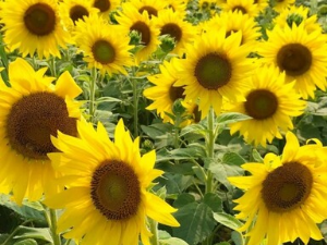 해남여행추천 해바라기농장