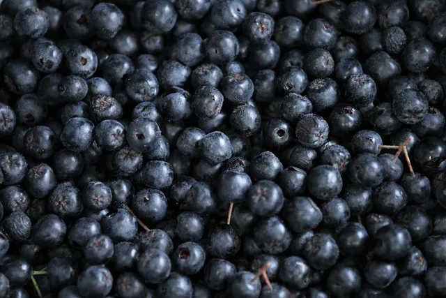 아로니아 재배 전정 포인트 병충해 방제 수확 저장_2