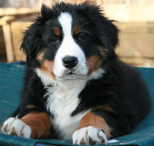 버니즈 마운틴 독의 사진