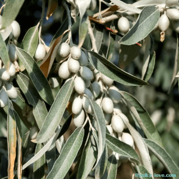 러시아올리브, 실버베리