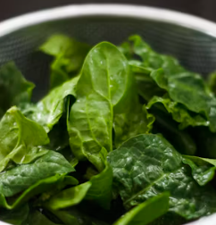 시금치 효능 부작용 고르는법 칼로리