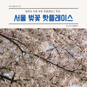 서울 벚꽃 명소 추천 베스트10_10
