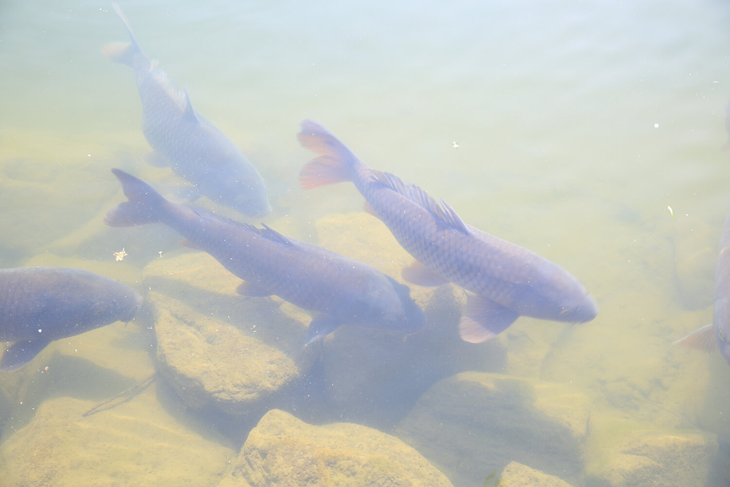 분당중앙공원 철쭉