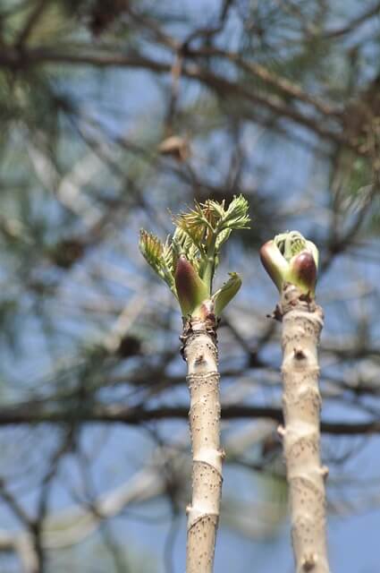 두릅-보는-꿈-해몽