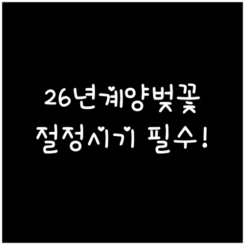 2026 계양구 벚꽃 절정 시기 및 ..
