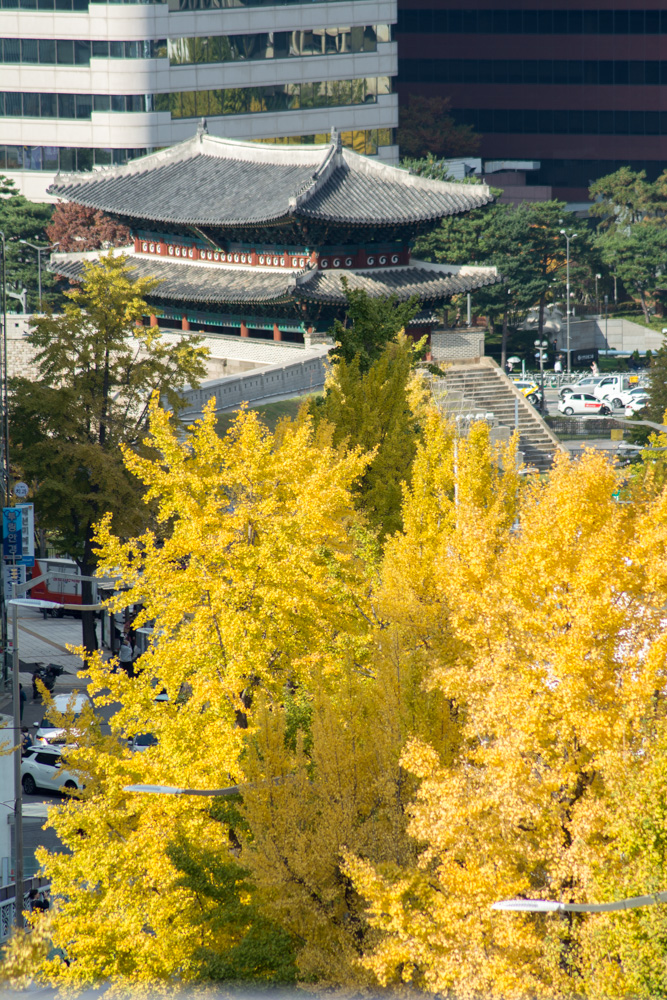 남산공원 은행단풍