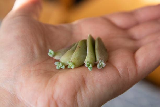 다육이 잎꽂이 번식법