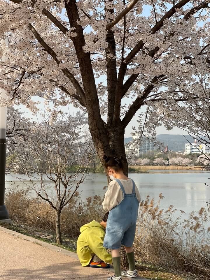 벚꽃이-만개한-만석공원과-호수의-전경