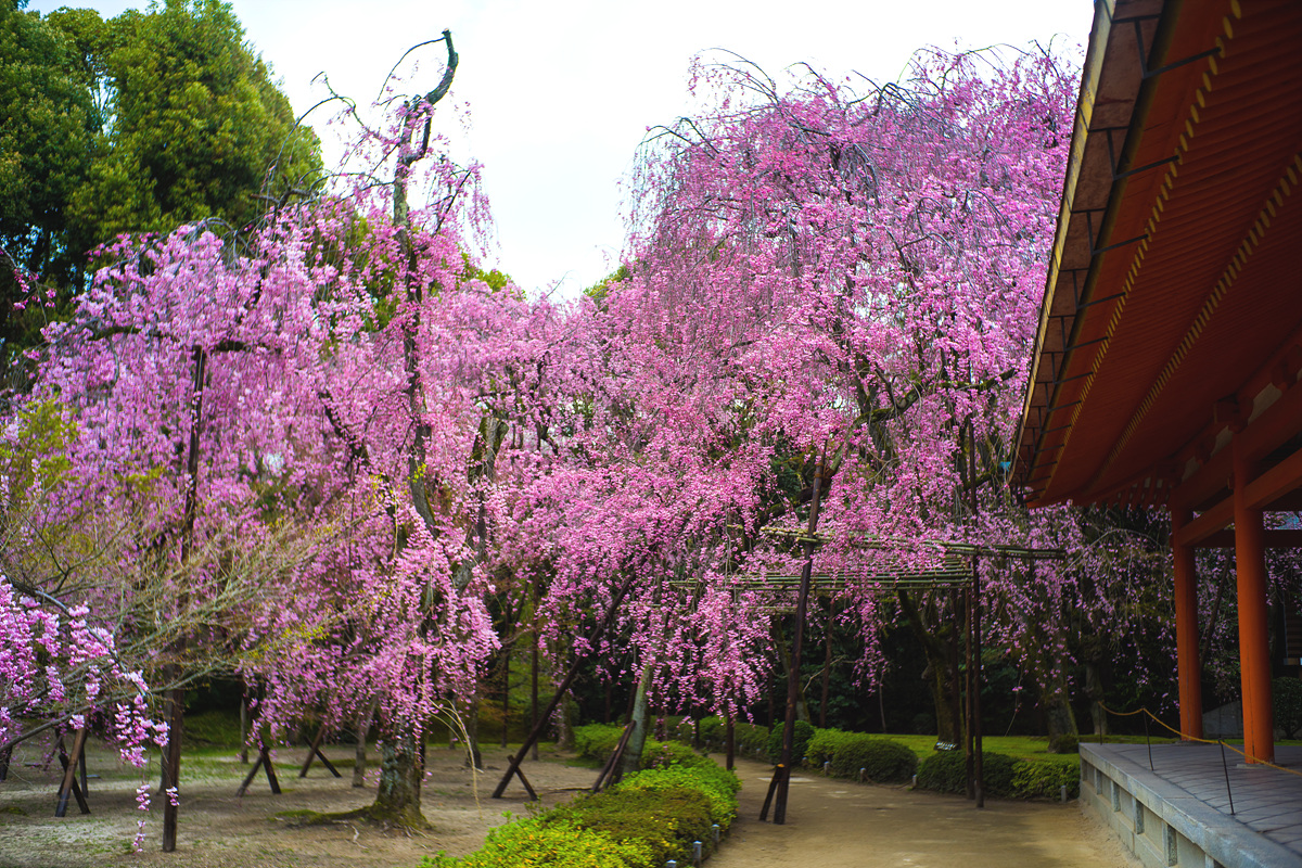 교토 벚꽃