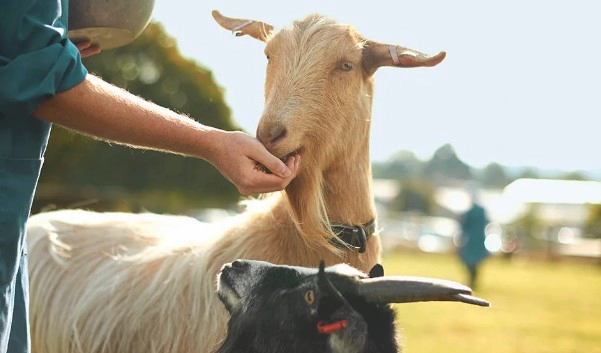 산양유 관절단백질 중요성