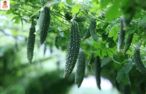 여주 효능 6가지 여주 분말 여주차 여주 먹는법 여주 피클