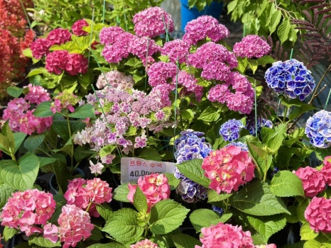 유구색동수국정원 수국축제