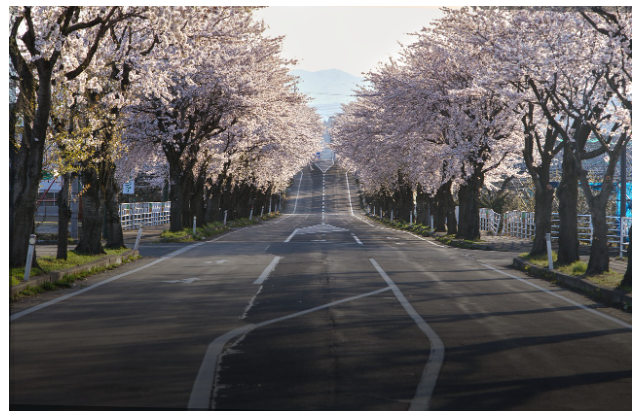 2025 여수 벚꽃축제 기간 및 추천장소