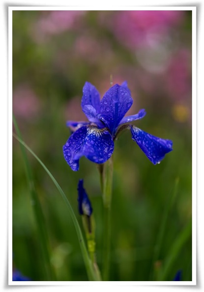 화초 &quot;붓꽃 키우기&quot; 아름다움과 놀라운 효능을 지닌 꽃 아이리스!