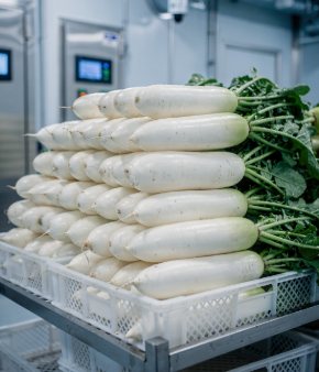 겨울철 무우 보관법