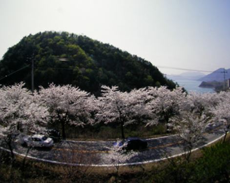 제천 벚꽃