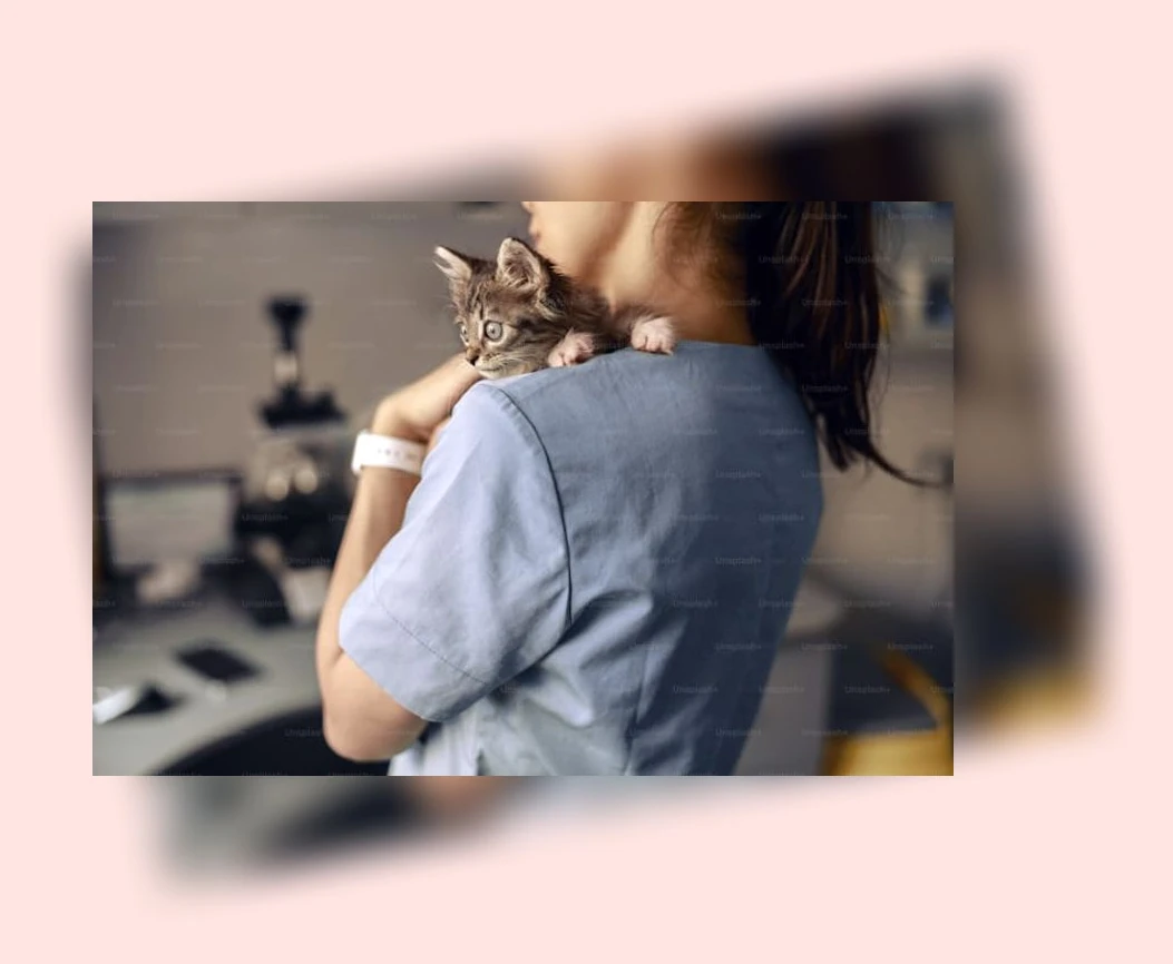 고양이 방광염 관리_3_subsection