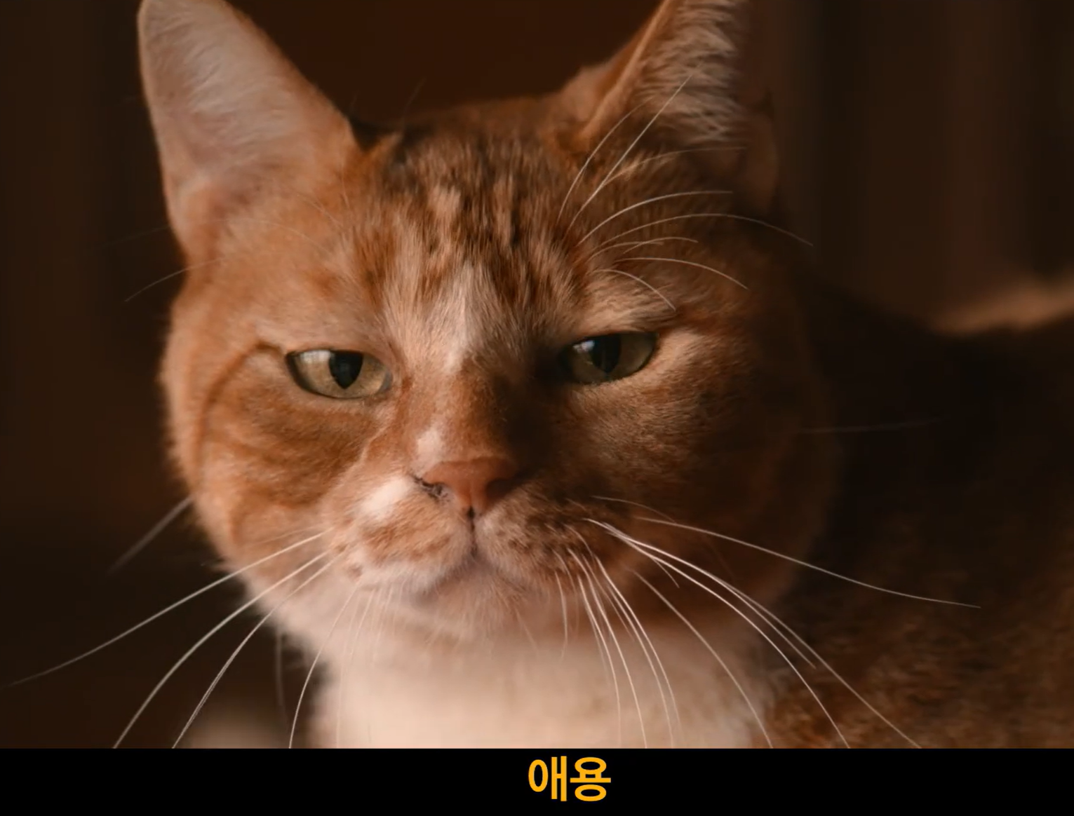 영화 좀비딸