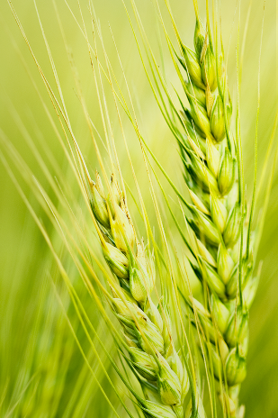 계절의 변화를 세분화한 24 절기 중 '소만' 이해하기