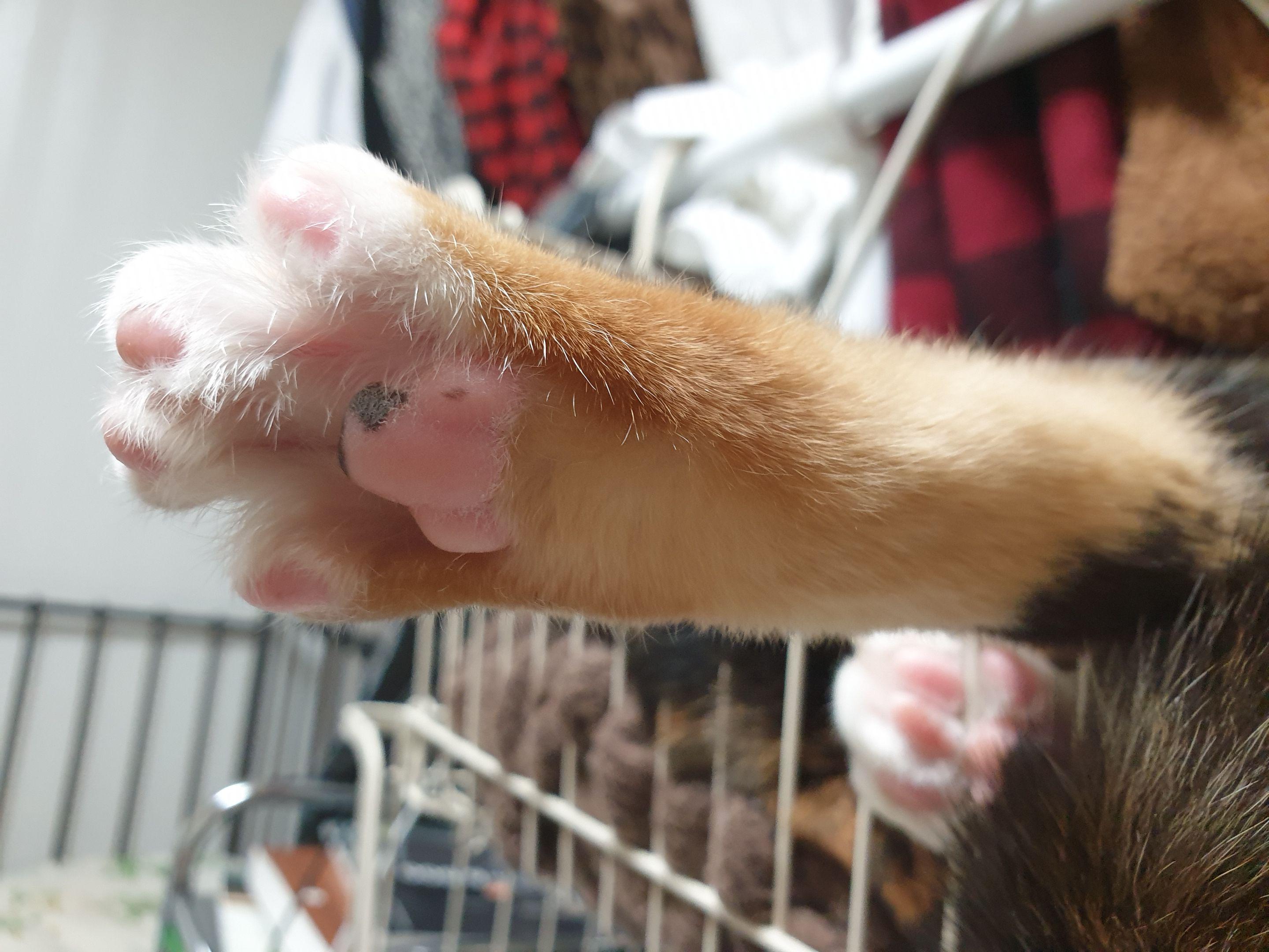 고양이 발바닥2