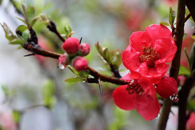 결명자, 전통 지혜와 현대 과학이 만나다