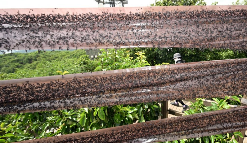 여름 불청객 러브버그 퇴치법과 예방법