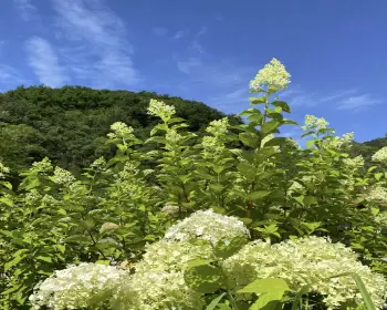 화담숲 예약_4