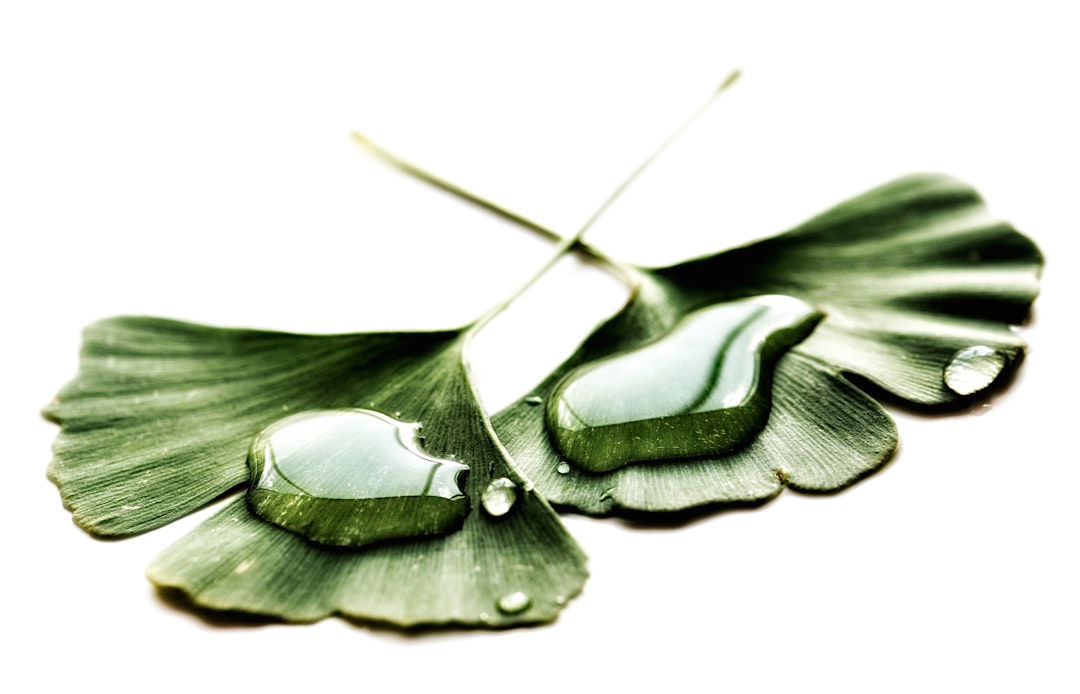 Ginkgo