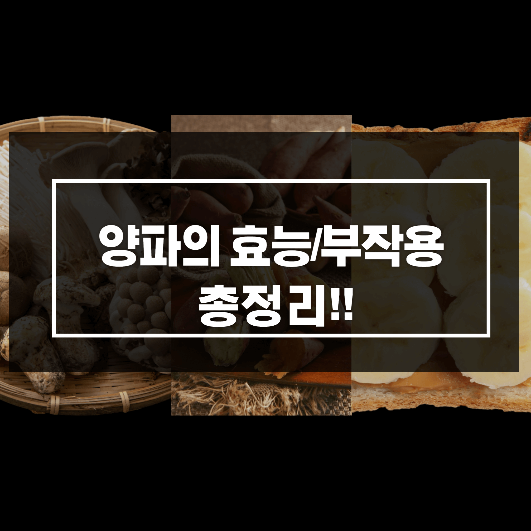 양파의 효능