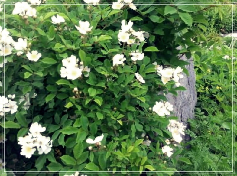 찔레순의 놀라운 효능