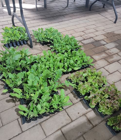 배추모종 무 모종