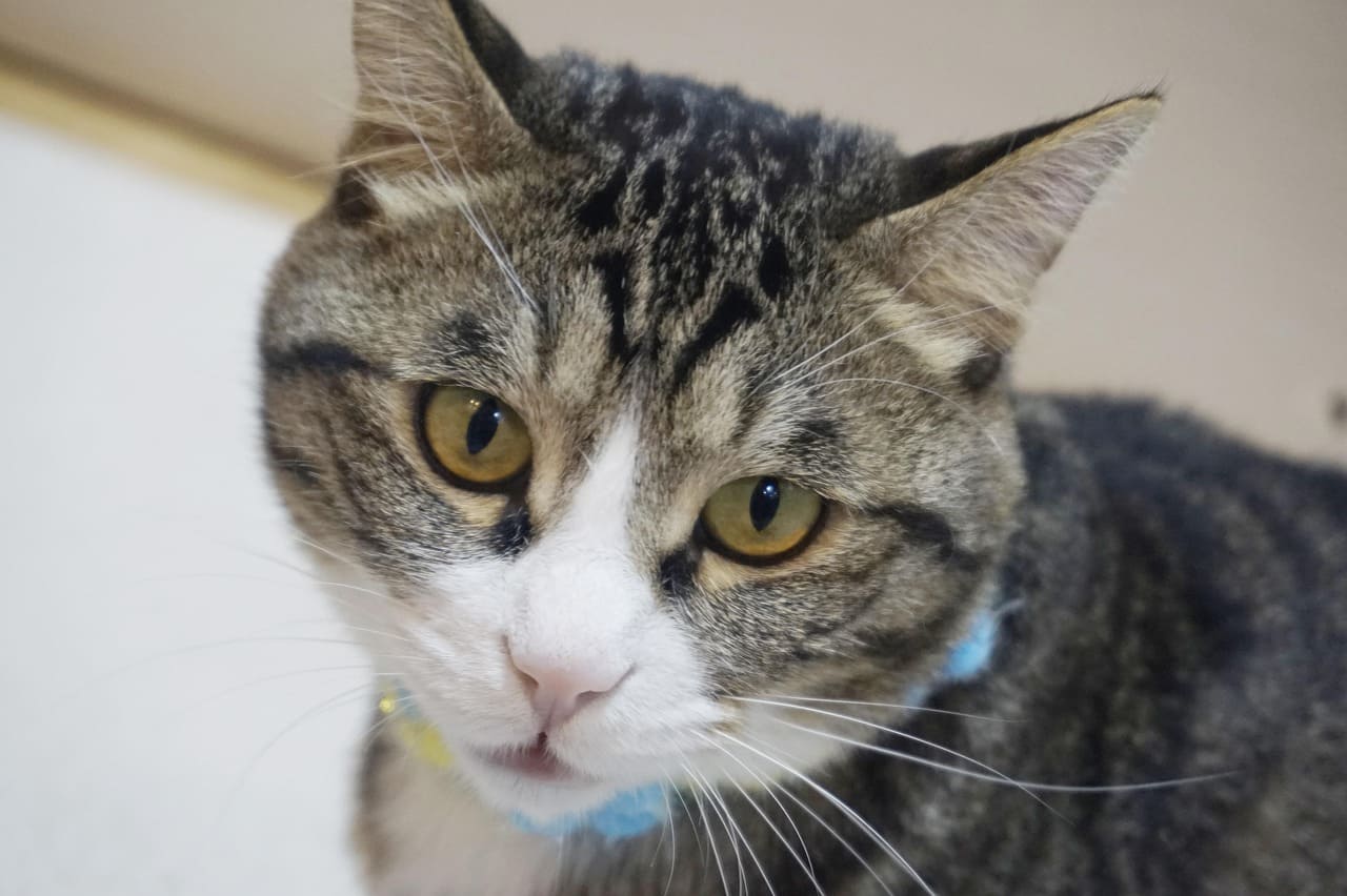 고양이 뇌종양 진단 방법