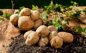 역류성식도염에 좋은 음식 