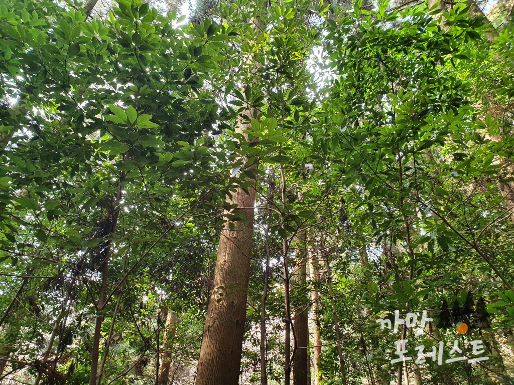 물영아리 오름 숲길