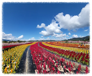고석정 꽃밭축제