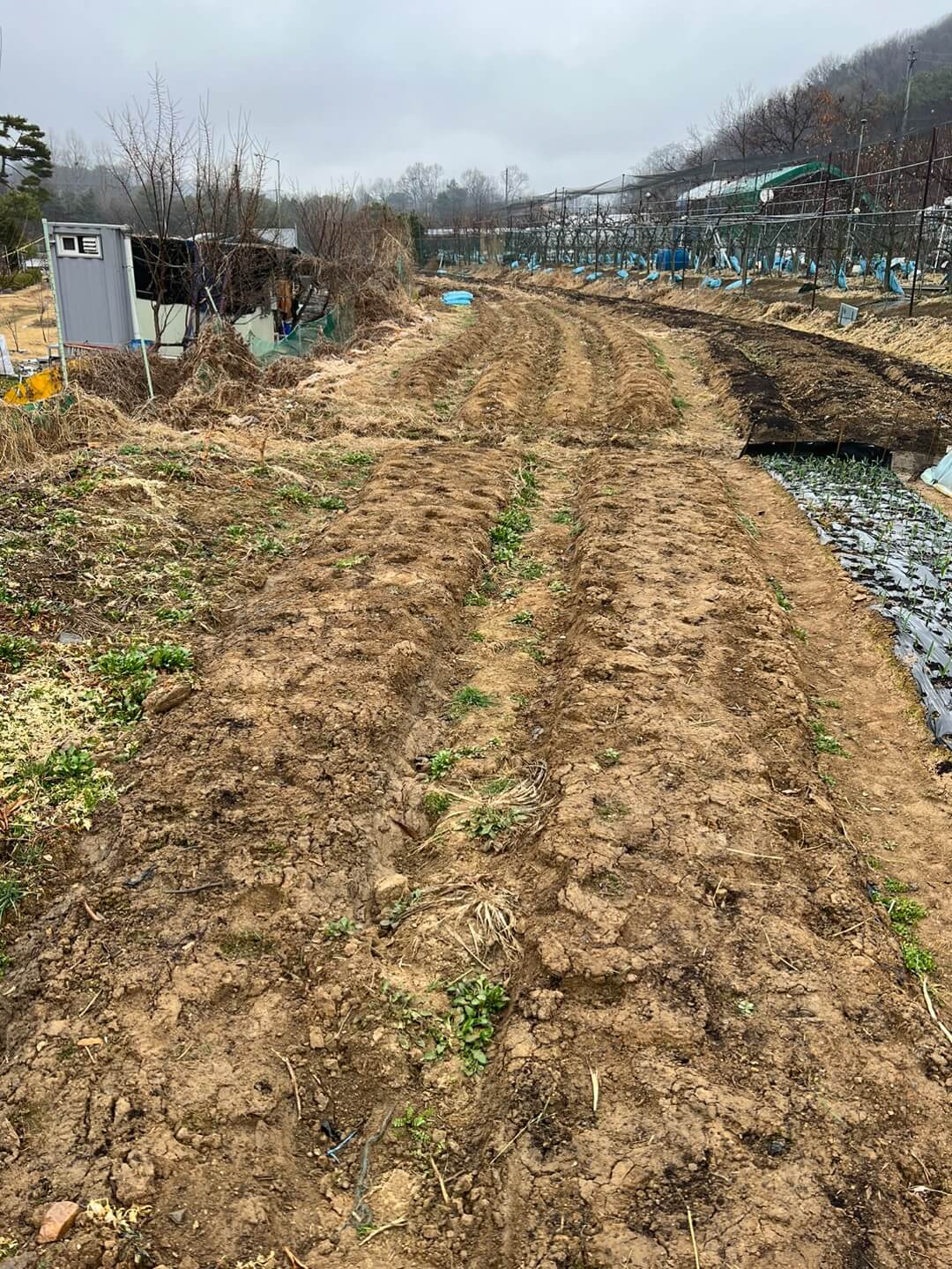 퇴비 주기 전의 밭