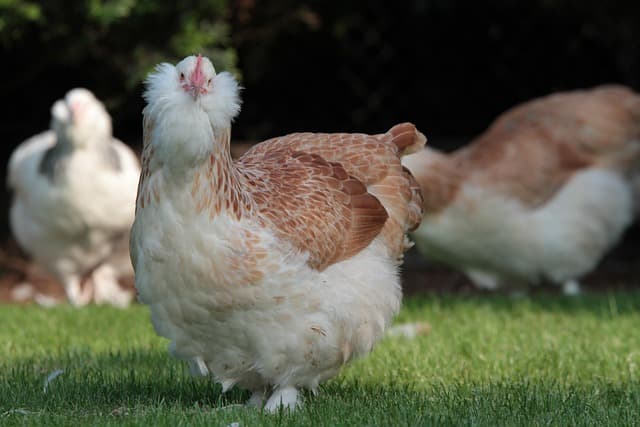 닭이 흙에 뒹구는 이유, 단순 놀이가 아니다