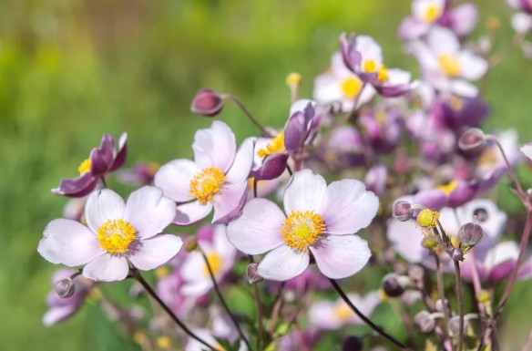 [식물키우기] 아네모네 키우기 관리법 - 물주기, 햇빛, 온도, 습도, 흙(토양), 비료