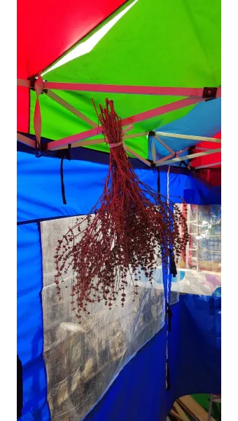 씨앗 저장법 건조 저온 밀봉 발아율 유지 교체 주기_4