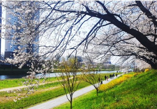영산강 벚꽃