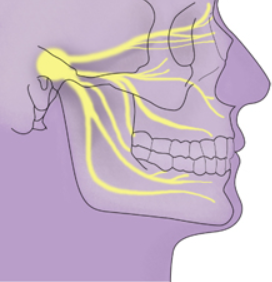 턱에서부터 머리로 향하는 혈관을 보여준다.