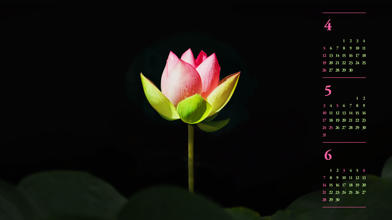 13 연꽃 검정배경 B - 2026년5월 달력배경화면