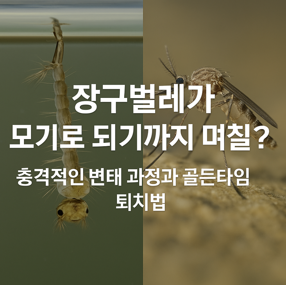 장구벌레가 모기로 되기까지 며칠? 충격적인 변태 과정과 골든타임 퇴치법